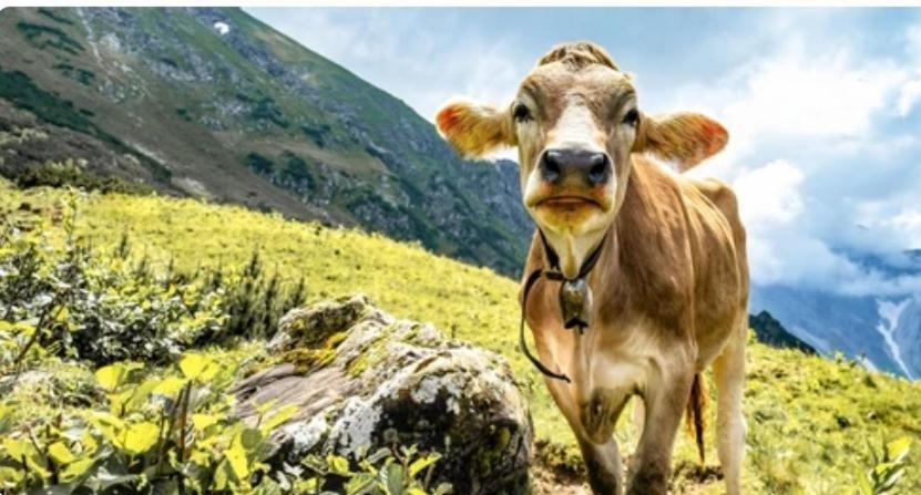 Ferienwohnung Weber Alpenveilchen Лехбрук Екстер'єр фото
